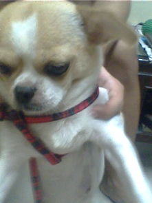 宠物食物与宠物食品 选择与营养的平衡之道