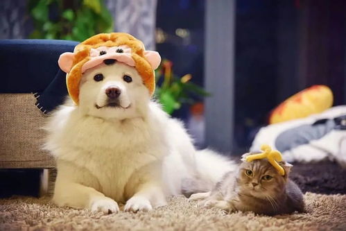 下班了，去跟猫咪喝杯咖啡吧——当宠物食品遇见都市温情